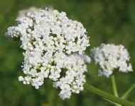 Baldrianblüte.webp