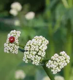 Marienkaefer auf Baldrian.webp