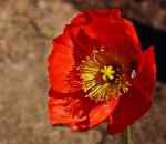 Islandmohn2_smaller.jpg