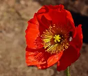 Islandmohn2_smaller.webp