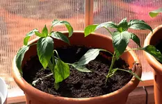 grüne Paprika_smaller.webp