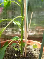Paprika.webp