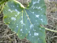 26052012238.webp