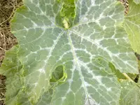 26052012239.webp