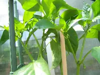 viele Paprikaknospen.webp