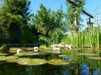 Teich&Seerosen.webp