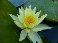 gelbe Seerose.webp