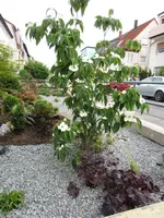 Nic27.05.12 049.webp