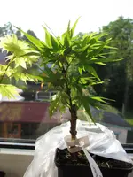 Nic27.05.12 008.webp