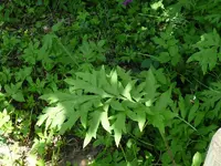 P1070805 (800x600).webp