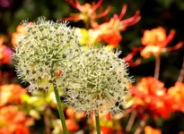 Allium Ivory Queen vor Azalee Gibraltar_smaller.webp