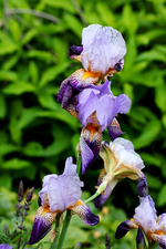 blaue Zwergiris_smaller.webp