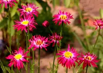 Bunte Margerite_smaller.webp