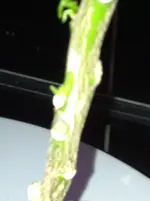 zitrospflanen 005.webp