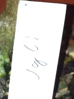 zitrospflanen 008.webp