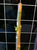 zitrospflanen 013.webp