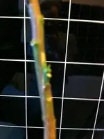 zitrospflanen 015.webp