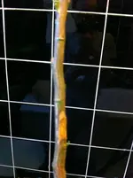 zitrospflanen 017.webp