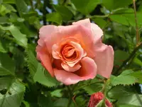 CIMG0165.webp