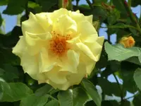CIMG0167.webp