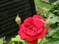 CIMG0170.webp