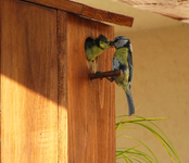 19.05.11 blaumeisen.webp