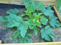 Zucchini.webp