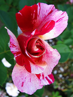 Henry Matisse.webp