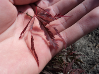 DSC01850.webp