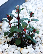 Korallenfuchsie_mini.webp