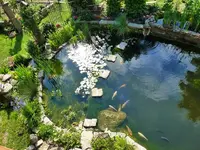 Teich von oben (4).webp
