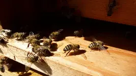 Bienchen (2).webp