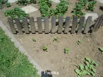 Paprika.webp