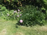 HPIM7665.webp