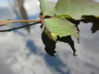 Hausgarten - Raupe.webp