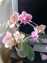 Foto0127.webp