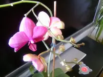 Foto0130.webp