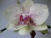 Foto0110.webp