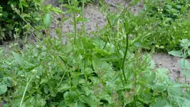 P1020870.webp