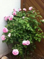 IMG_0859.webp