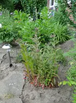 DSC03211.webp