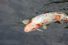 Koi.webp