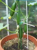 Gurke 28.5..webp