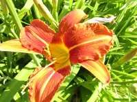045.webp