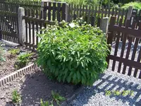 005_600x600_100KB.webp