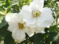 047.webp