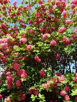 P1070815 (600x800).webp