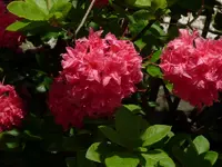 P1070816 (800x600).webp