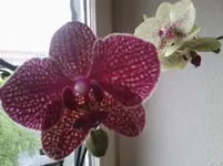 Foto0108.webp