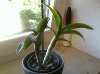 Foto0132.webp